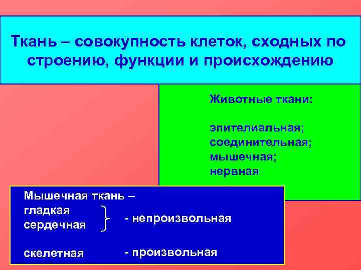 Ткань – совокупность клеток, сходных по строению, функции и происхождению Животные ткани: эпителиальная; соединительная;