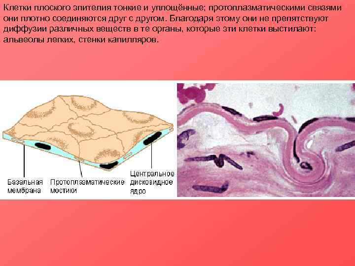 Клетки плоского эпителия тонкие и уплощённые; протоплазматическими связями они плотно соединяются друг с другом.