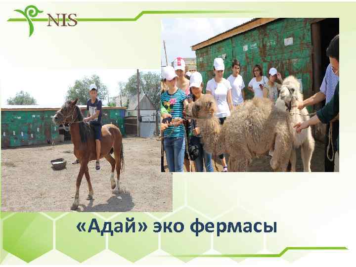  «Адай» эко фермасы 