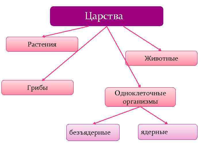 Царства Растения Животные Грибы Одноклеточные организмы безъядерные 