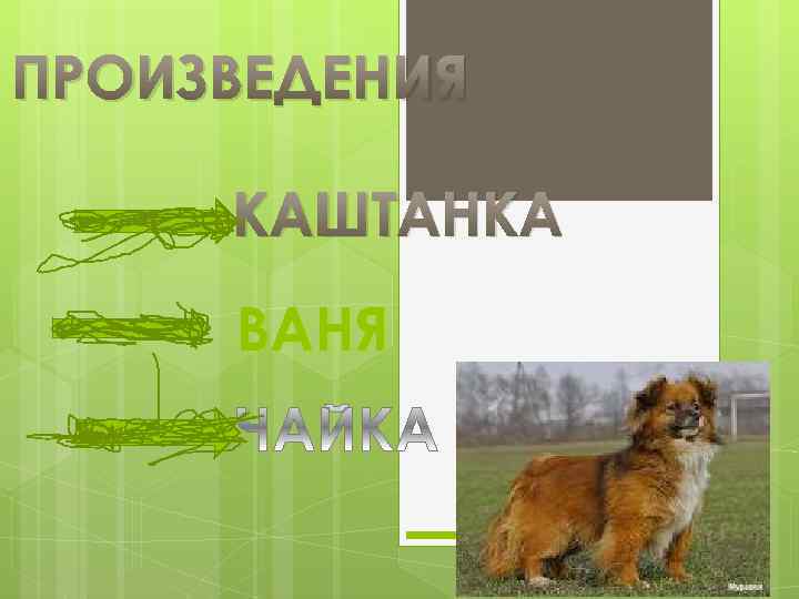 ПРОИЗВЕДЕНИЯ КАШТАНКА ВАНЯ 