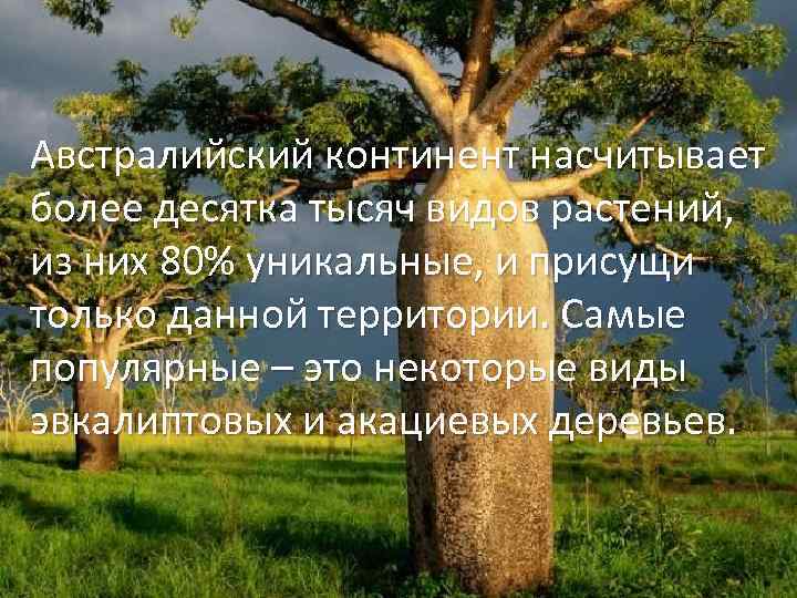 Австралийский континент насчитывает более десятка тысяч видов растений, из них 80% уникальные, и присущи
