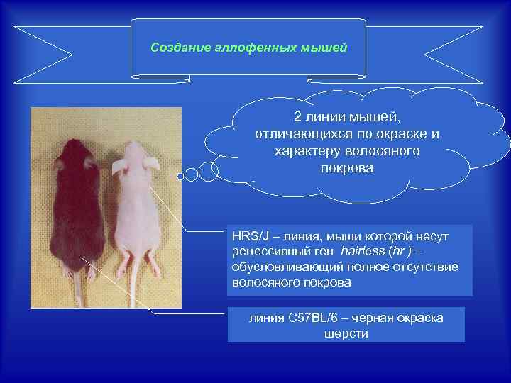 Создание аллофенных мышей 2 линии мышей, отличающихся по окраске и характеру волосяного покрова HRS/J