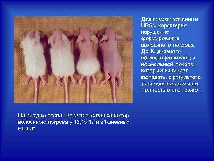 Для гомозигот линии HRS/J характерно нарушение формирования волосяного покрова. До 10 дневного возраста развивается