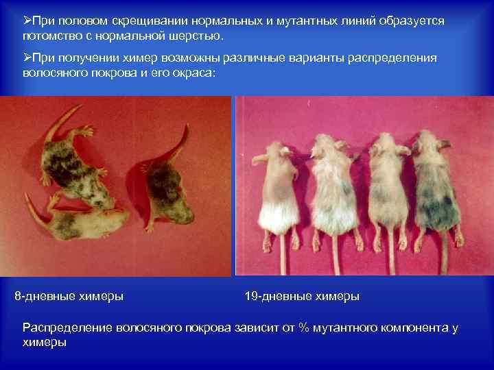 ØПри половом скрещивании нормальных и мутантных линий образуется потомство с нормальной шерстью. ØПри получении