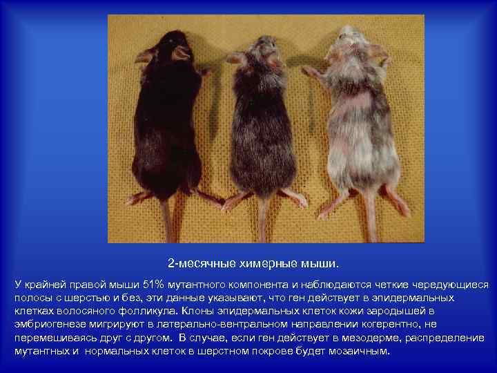 2 -месячные химерные мыши. У крайней правой мыши 51% мутантного компонента и наблюдаются четкие