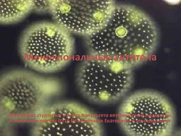 Моноклональные антитела Выполнила студентка V курса факультета ветеринарной медицины и зоотехнии группы В 51