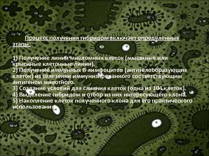 Процесс получения гибридом включает определенные этапы: 1) Получение линии миеломных клеток (мышиные или крысиные