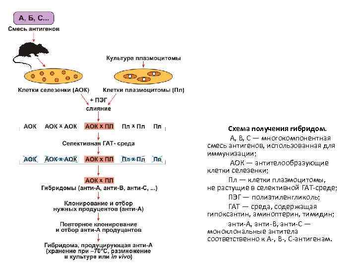 Схема получения гибридом. А, В, С — многокомпонентная смесь антигенов, использованная для иммунизации; АОК