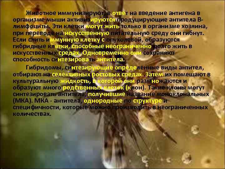 Животное иммунизируют, в ответ на введение антигена в организме мыши активизируются продуцирующие антитела Влимфоциты.