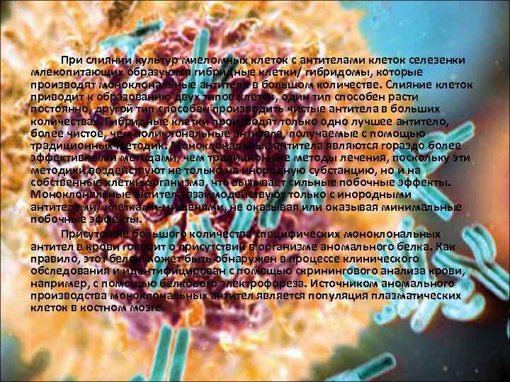 При слиянии культур миеломных клеток с антителами клеток селезенки млекопитающих образуются гибридные клетки/ гибридомы,