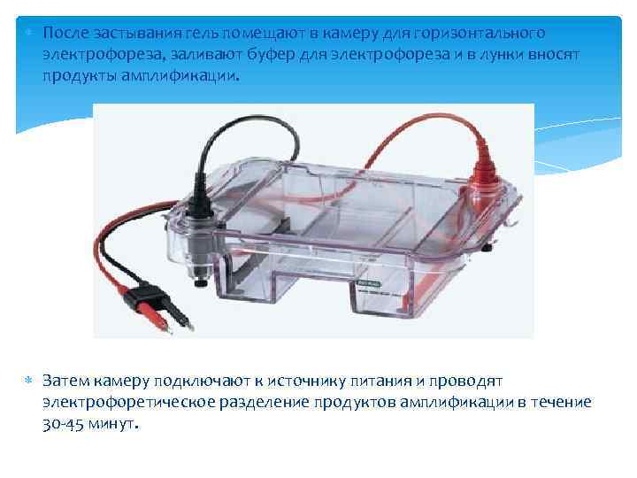  После застывания гель помещают в камеру для горизонтального электрофореза, заливают буфер для электрофореза