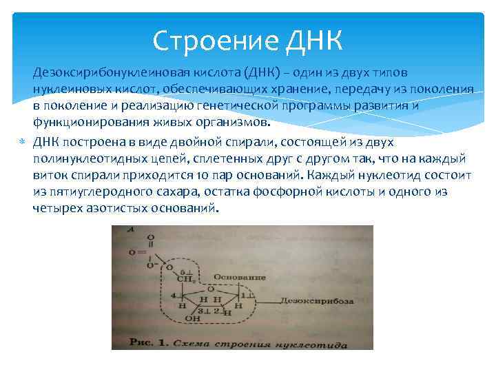 Строение ДНК Дезоксирибонуклеиновая кислота (ДНК) – один из двух типов нуклеиновых кислот, обеспечивающих хранение,