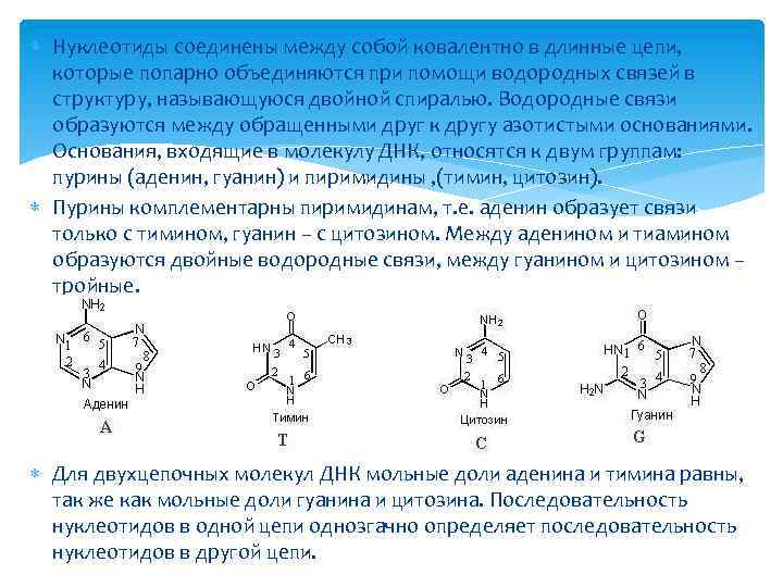  Нуклеотиды соединены между собой ковалентно в длинные цепи, которые попарно объединяются при помощи