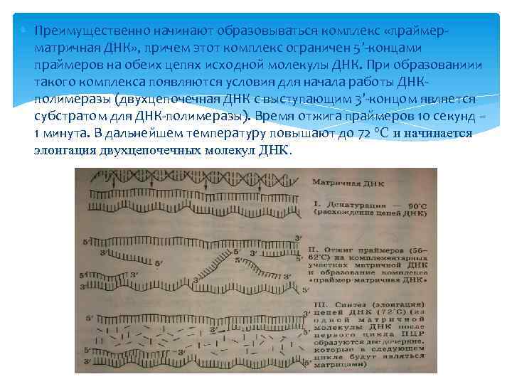  Преимущественно начинают образовываться комплекс «праймерматричная ДНК» , причем этот комплекс ограничен 5’-концами праймеров