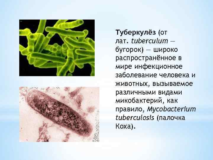 Туберкулёз (от лат. tuberculum — бугорок) — широко распространённое в мире инфекционное заболевание человека