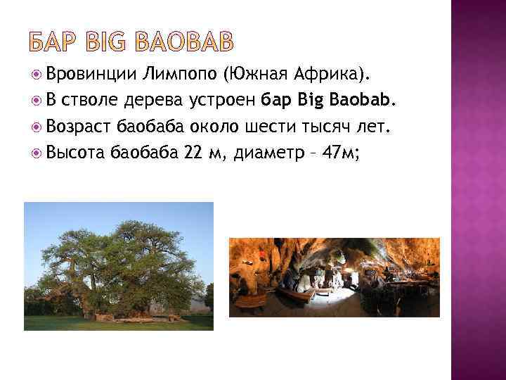  Вровинции Лимпопо (Южная Африка). В стволе дерева устроен бар Big Baobab. Возраст баобаба