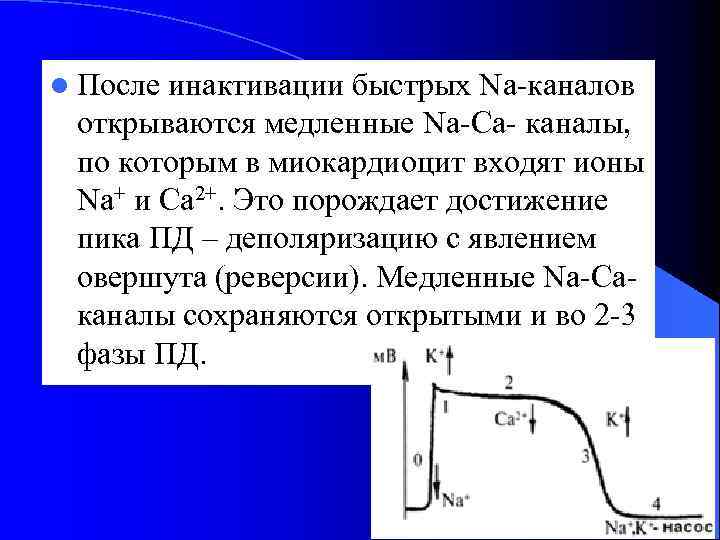 l После инактивации быстрых Na каналов открываются медленные Na Ca каналы, по которым в