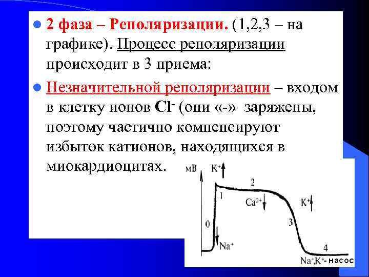 Реполяризация задней стенки