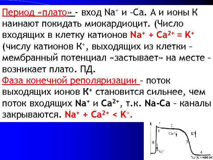 Период «плато» - вход Na+ и –Ca. А и ионы К наинают покидать миокардиоцит.