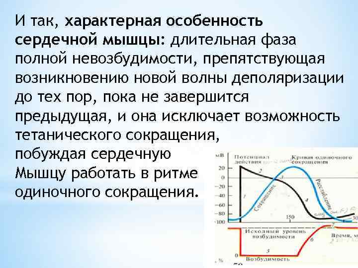 И так, характерная особенность сердечной мышцы: длительная фаза полной невозбудимости, препятствующая возникновению новой волны