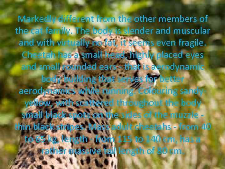 Markedly different from the other members of the cat family. The body is slender