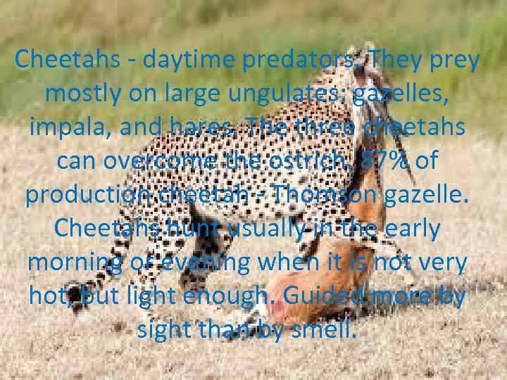 Cheetahs - daytime predators. They prey mostly on large ungulates: gazelles, impala, and hares.