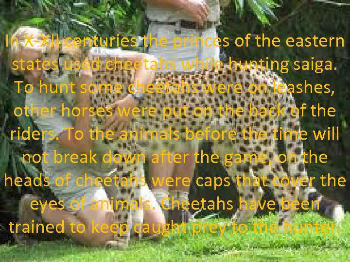 In X-XII centuries the princes of the eastern states used cheetahs while hunting saiga.