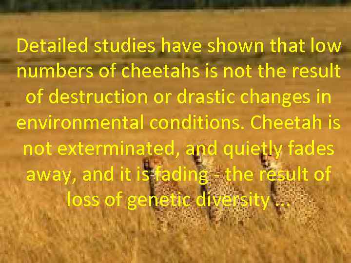 Detailed studies have shown that low numbers of cheetahs is not the result of