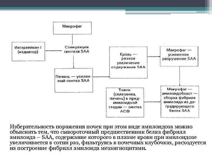 Изберательность поражения почек при этом виде амилоидоза можно объяснить тем, что сывороточный предшественник белка