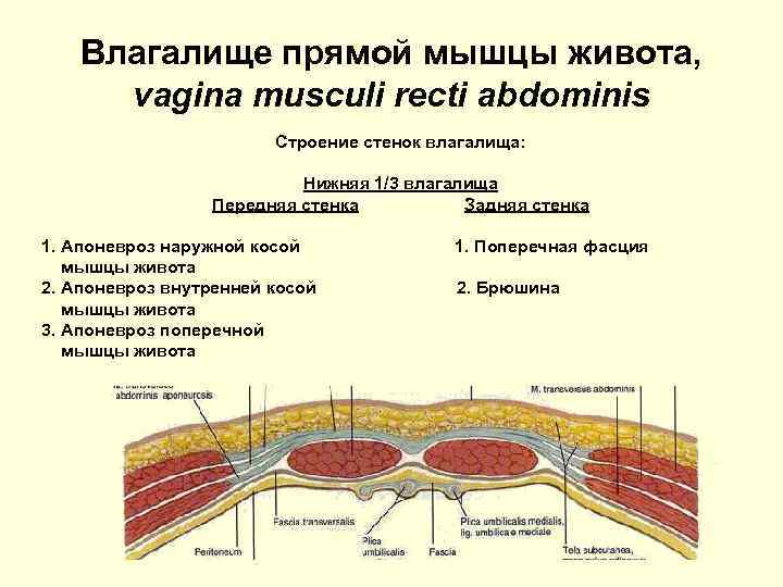 Влагалище прямой мышцы живота, vagina musculi recti abdominis Строение стенок влагалища: Нижняя 1/3 влагалища