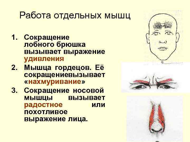 Работа отдельных мышц 1. Сокращение лобного брюшка вызывает выражение удивления 2. Мышца гордецов. Её