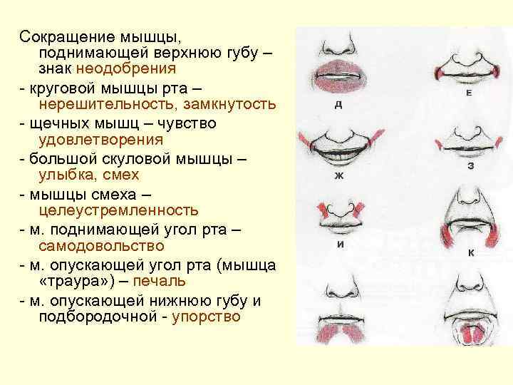 Сокращение мышцы, поднимающей верхнюю губу – знак неодобрения - круговой мышцы рта – нерешительность,