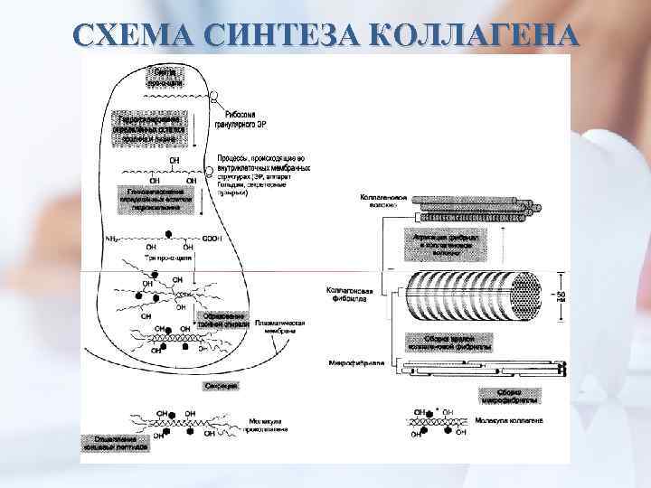 СХЕМА СИНТЕЗА КОЛЛАГЕНА 