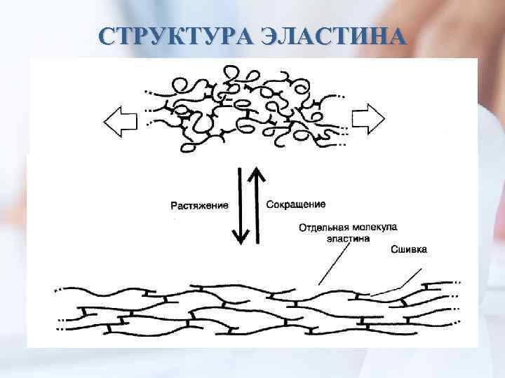 СТРУКТУРА ЭЛАСТИНА 