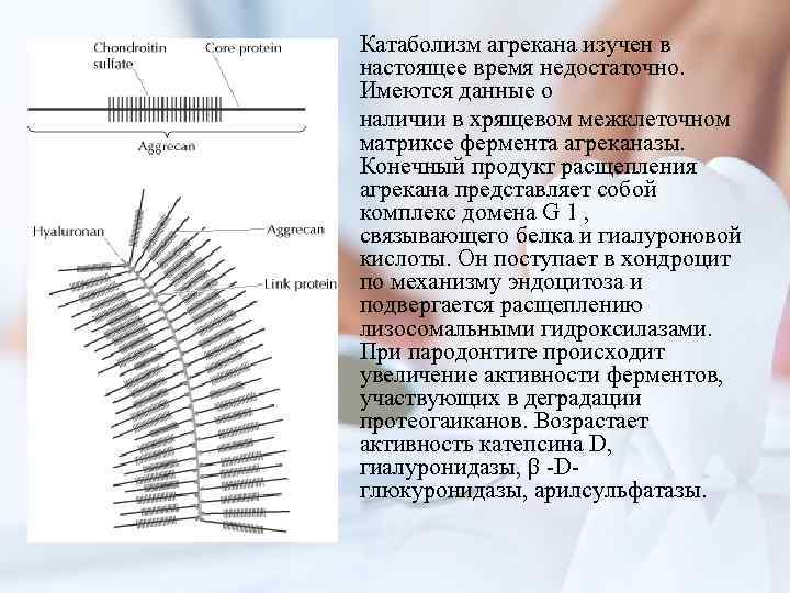 Катаболизм агрекана изучен в настоящее время недостаточно. Имеются данные о наличии в хрящевом межклеточном