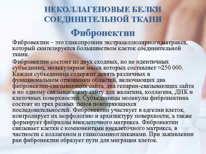 НЕКОЛЛАГЕНОВЫЕ БЕЛКИ СОЕДИНИТЕЛЬНОЙ ТКАНИ Фибронектин – это гликопротеин экстрацеллюлярного матрикса, который синтезируется большинством клеток