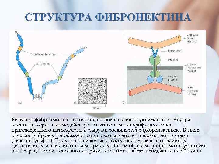 СТРУКТУРА ФИБРОНЕКТИНА Рецептор фибронектина - интегрин, встроен в клеточную мембрану. Внутри клетки интегрин взаимодействует