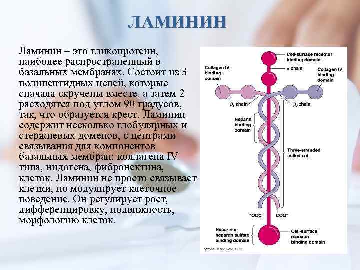 ЛАМИНИН Ламинин – это гликопротеин, наиболее распространенный в базальных мембранах. Состоит из 3 полипептидных