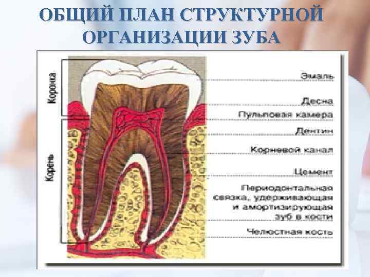 ОБЩИЙ ПЛАН СТРУКТУРНОЙ ОРГАНИЗАЦИИ ЗУБА 