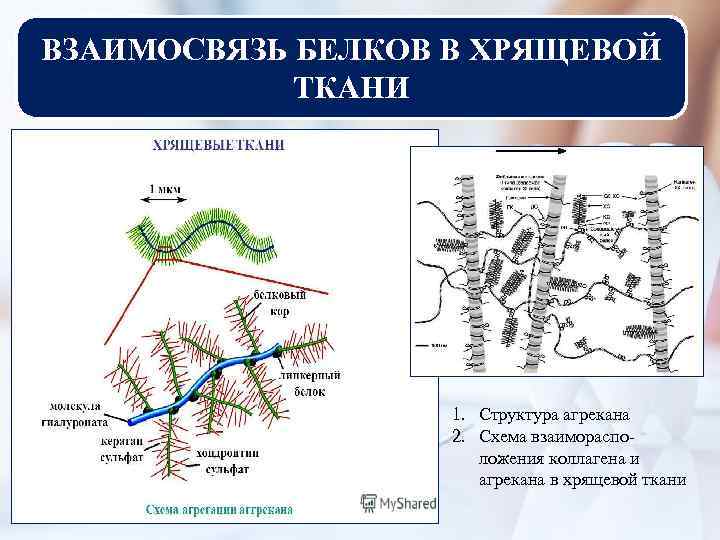 ВЗАИМОСВЯЗЬ БЕЛКОВ В ХРЯЩЕВОЙ ТКАНИ 1. Структура агрекана 2. Схема взаиморасположения коллагена и агрекана