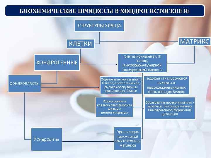 БИОХИМИЧЕСКИЕ ПРОЦЕССЫ В ХОНДРОГИСТОГЕНЕЗЕ СТРУКТУРЫ ХРЯЩА МАТРИКС КЛЕТКИ ХОНДРОГЕННЫЕ ХОНДРОБЛАСТЫ Синтез коллагена I, III