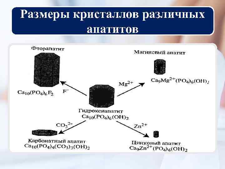 Размеры кристаллов различных апатитов 