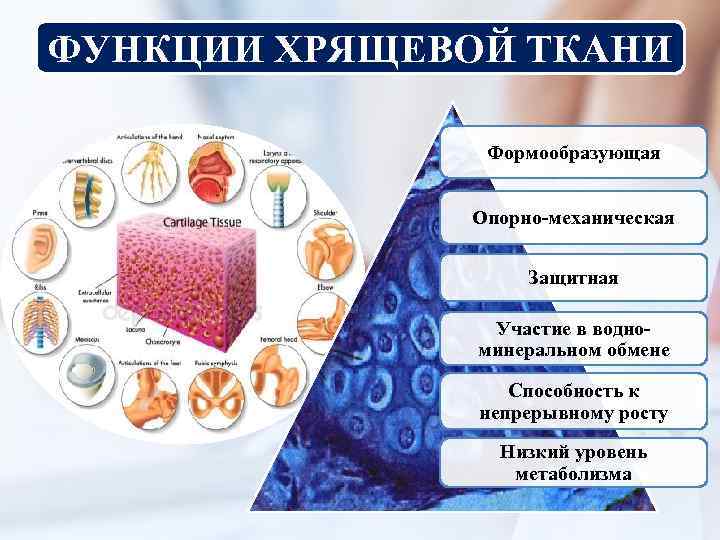 ФУНКЦИИ ХРЯЩЕВОЙ ТКАНИ Формообразующая Опорно-механическая Защитная Участие в водноминеральном обмене Способность к непрерывному росту