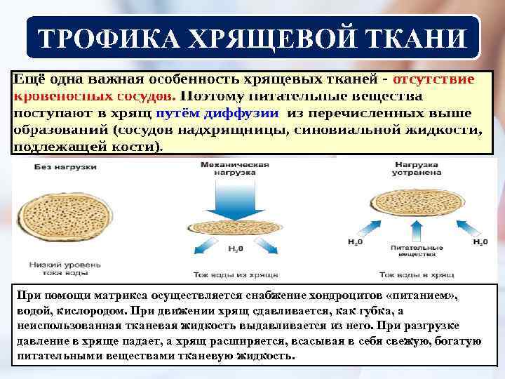 ТРОФИКА ХРЯЩЕВОЙ ТКАНИ При помощи матрикса осуществляется снабжение хондроцитов «питанием» , водой, кислородом. При