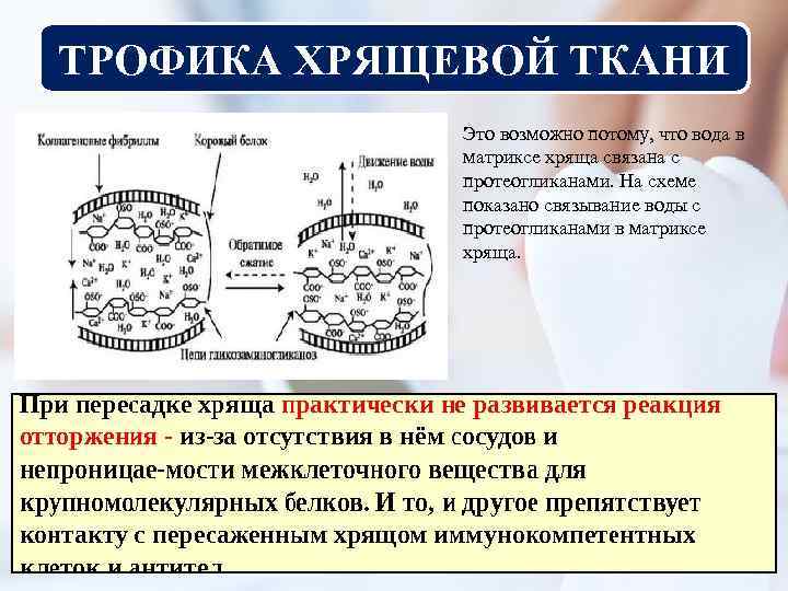 ТРОФИКА ХРЯЩЕВОЙ ТКАНИ Это возможно потому, что вода в матриксе хряща связана с протеогликанами.