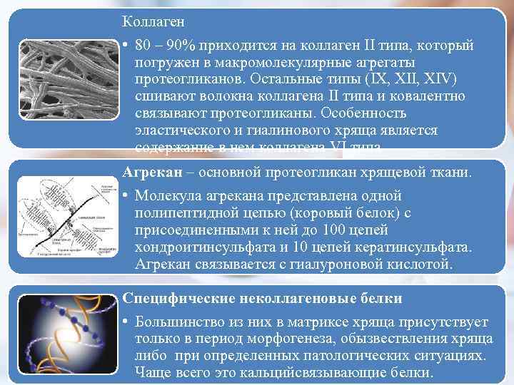 Коллаген • 80 – 90% приходится на коллаген II типа, который погружен в макромолекулярные