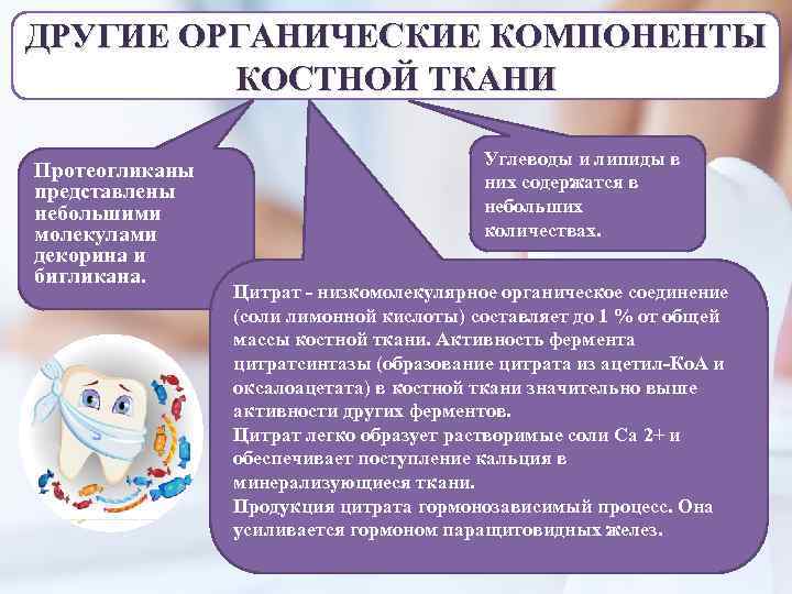 ДРУГИЕ ОРГАНИЧЕСКИЕ КОМПОНЕНТЫ КОСТНОЙ ТКАНИ Протеогликаны представлены небольшими молекулами декорина и бигликана. Углеводы и