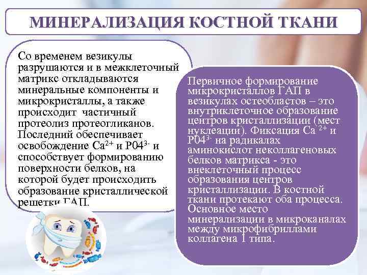 МИНЕРАЛИЗАЦИЯ КОСТНОЙ ТКАНИ Со временем везикулы разрушаются и в межклеточный матрикс откладываются минеральные компоненты