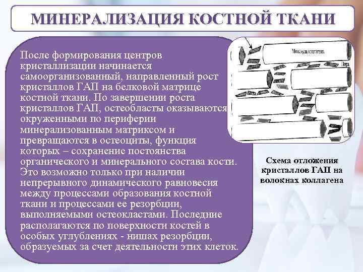 МИНЕРАЛИЗАЦИЯ КОСТНОЙ ТКАНИ После формирования центров кристаллизации начинается самоорганизованный, направленный рост кристаллов ГАП на